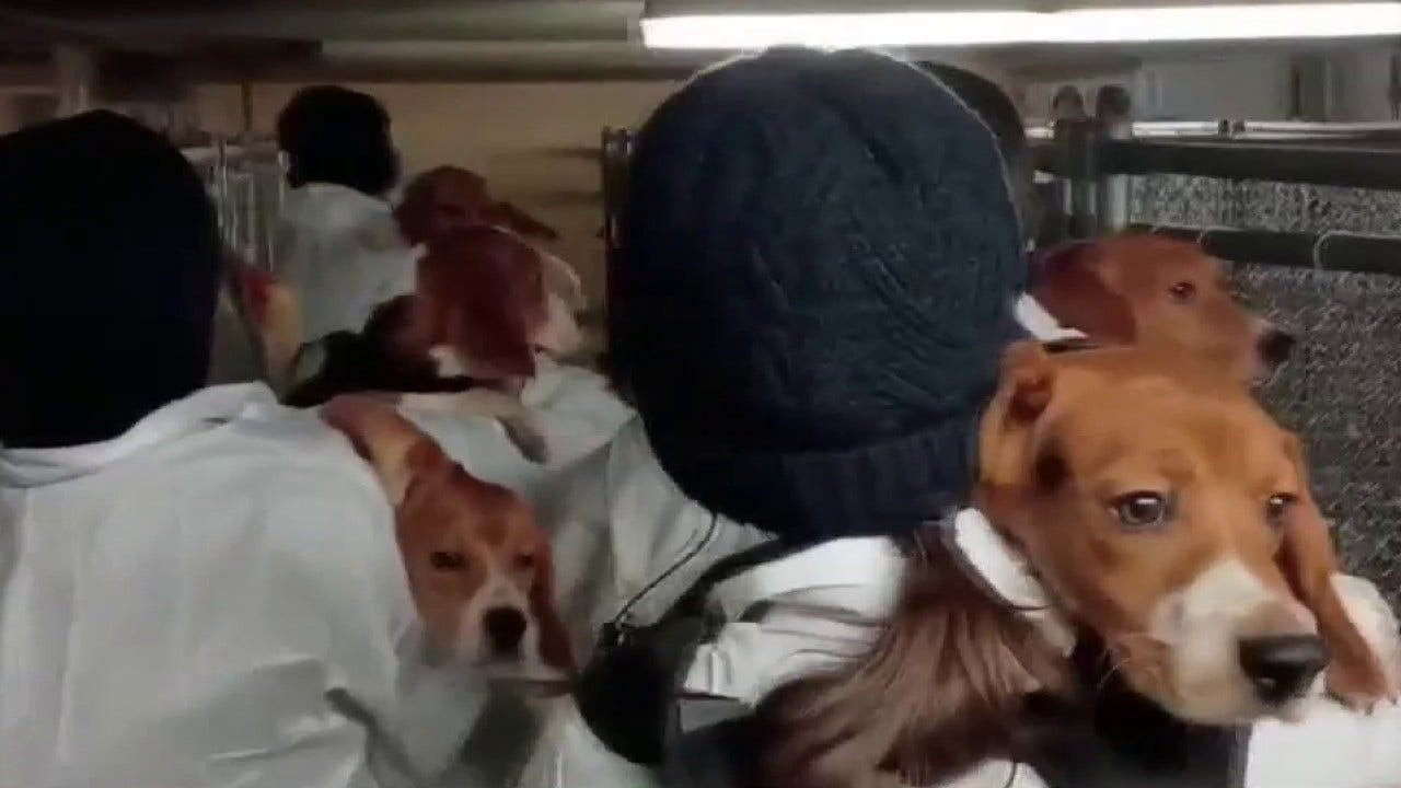 Activist Dean Guzman Wyrzykowski Faces Decades in Prison After Saving Beagles from Cruel Facility